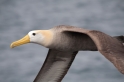 070 Waved albatross 07